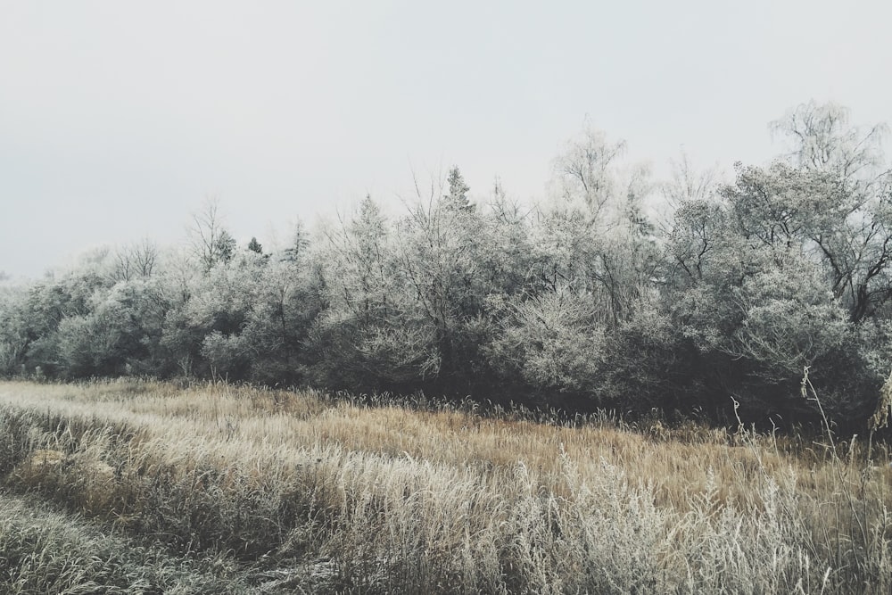 a field with tall grass and trees in the background