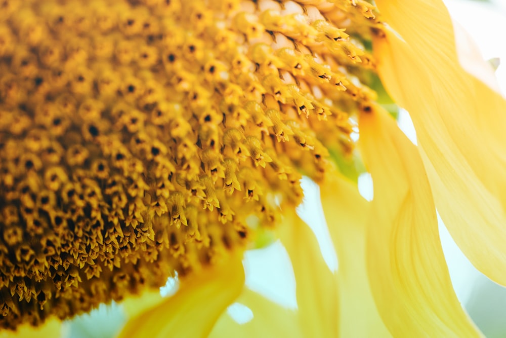 close-up photography of yellow sunflower