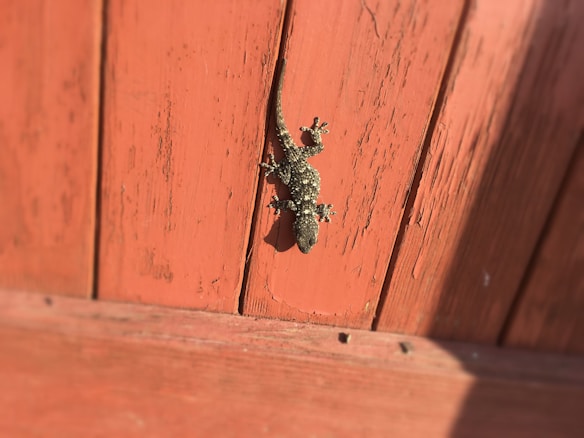 A small gecko with a speckled pattern clings to the rough surface of an orange wooden wall. The texture of the wood is visible with lines and grooves, creating a natural backdrop for the reptile, which appears to be in a stationary position.