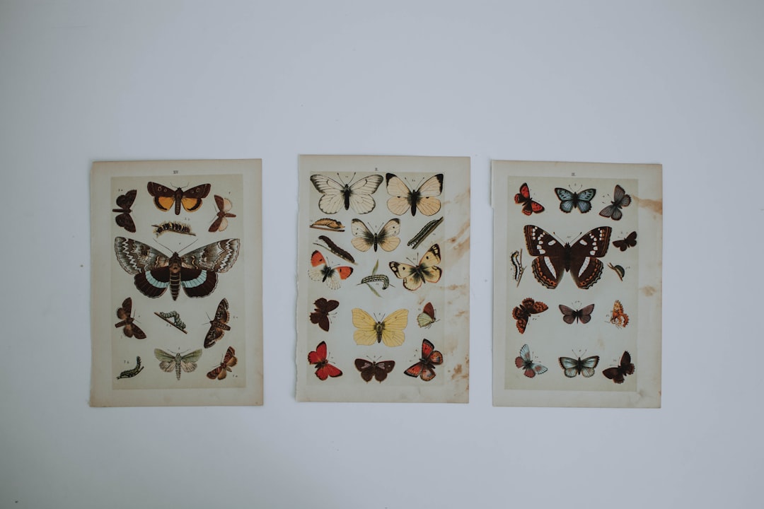 three paintings of butterflies