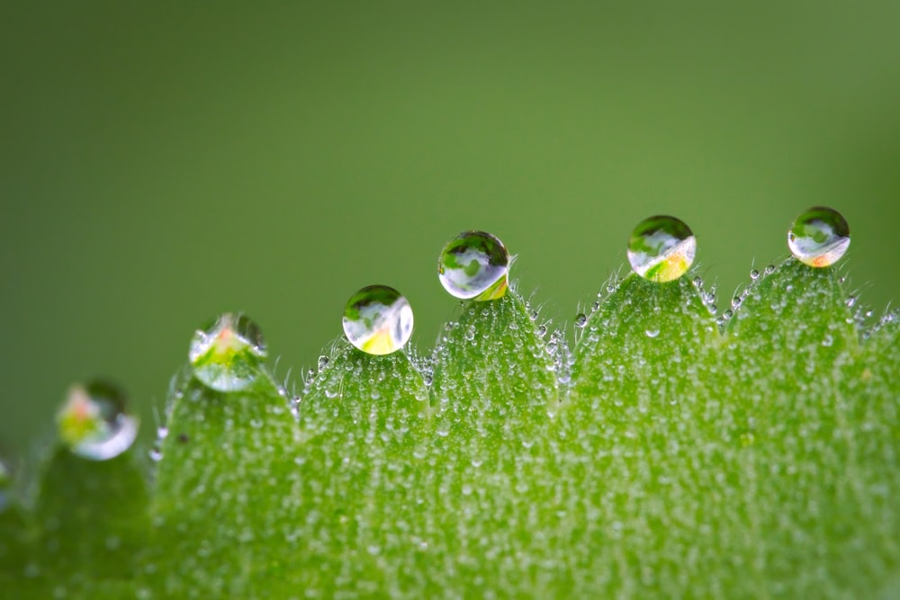 Micro fotografía de hoja verde con gotas de agua