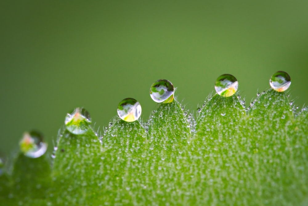 Mikrofotografie eines grünen Blattes mit Wassertropfen