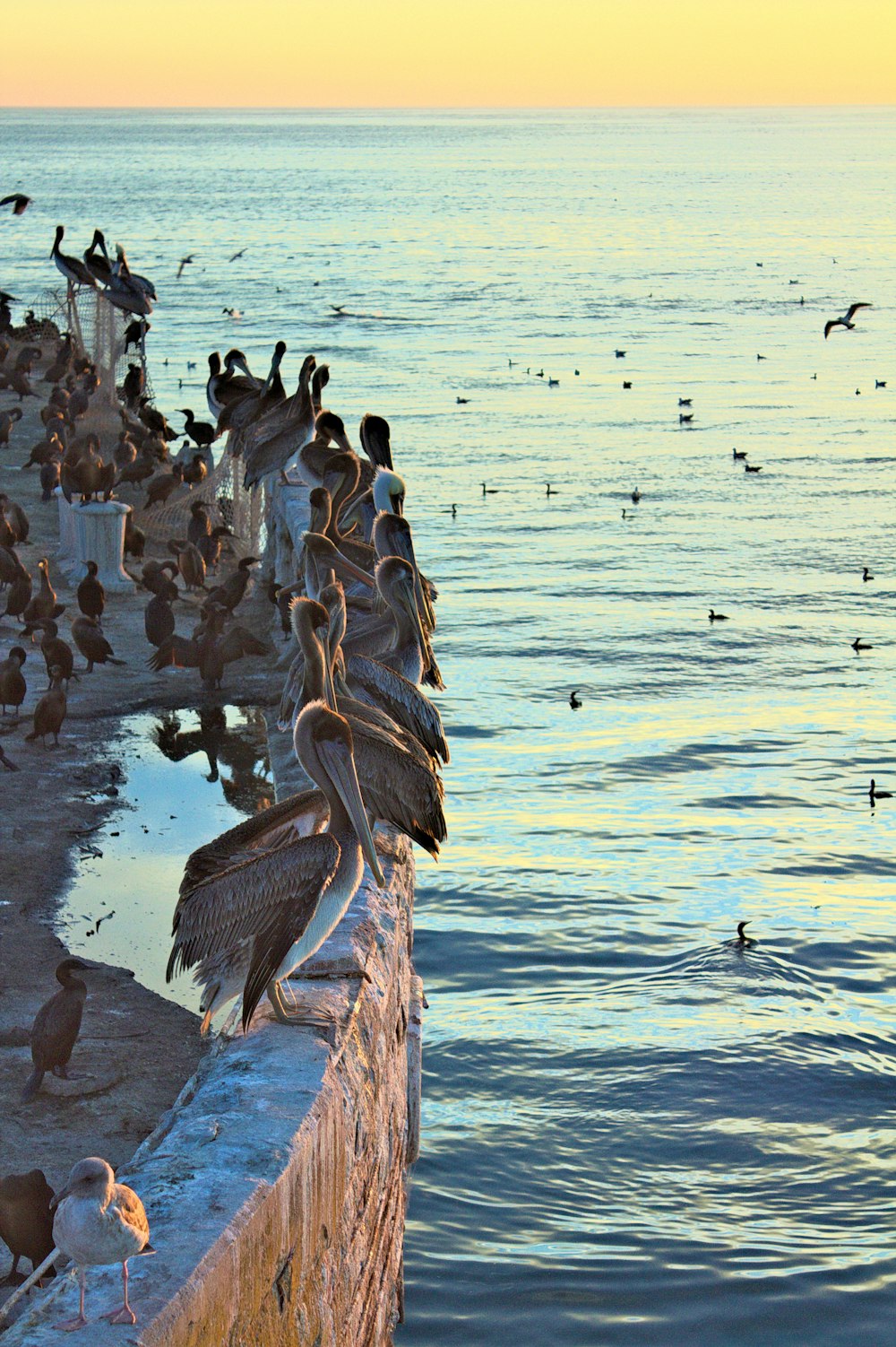 a flock of birds sitting on the edge of a pier