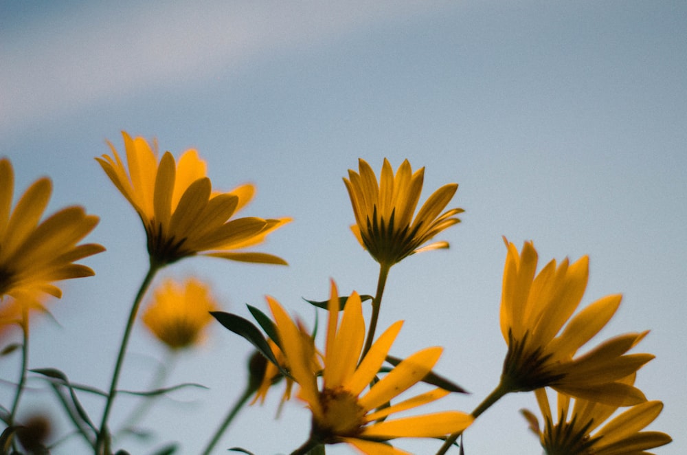 yellow petaled flower