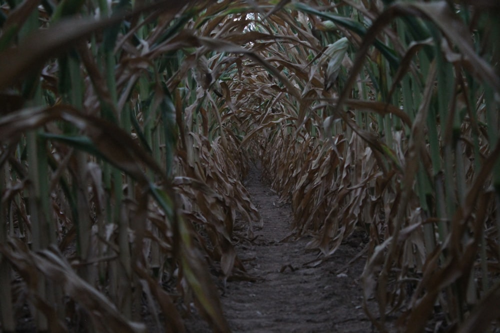 a path through a corn field in the middle of the day