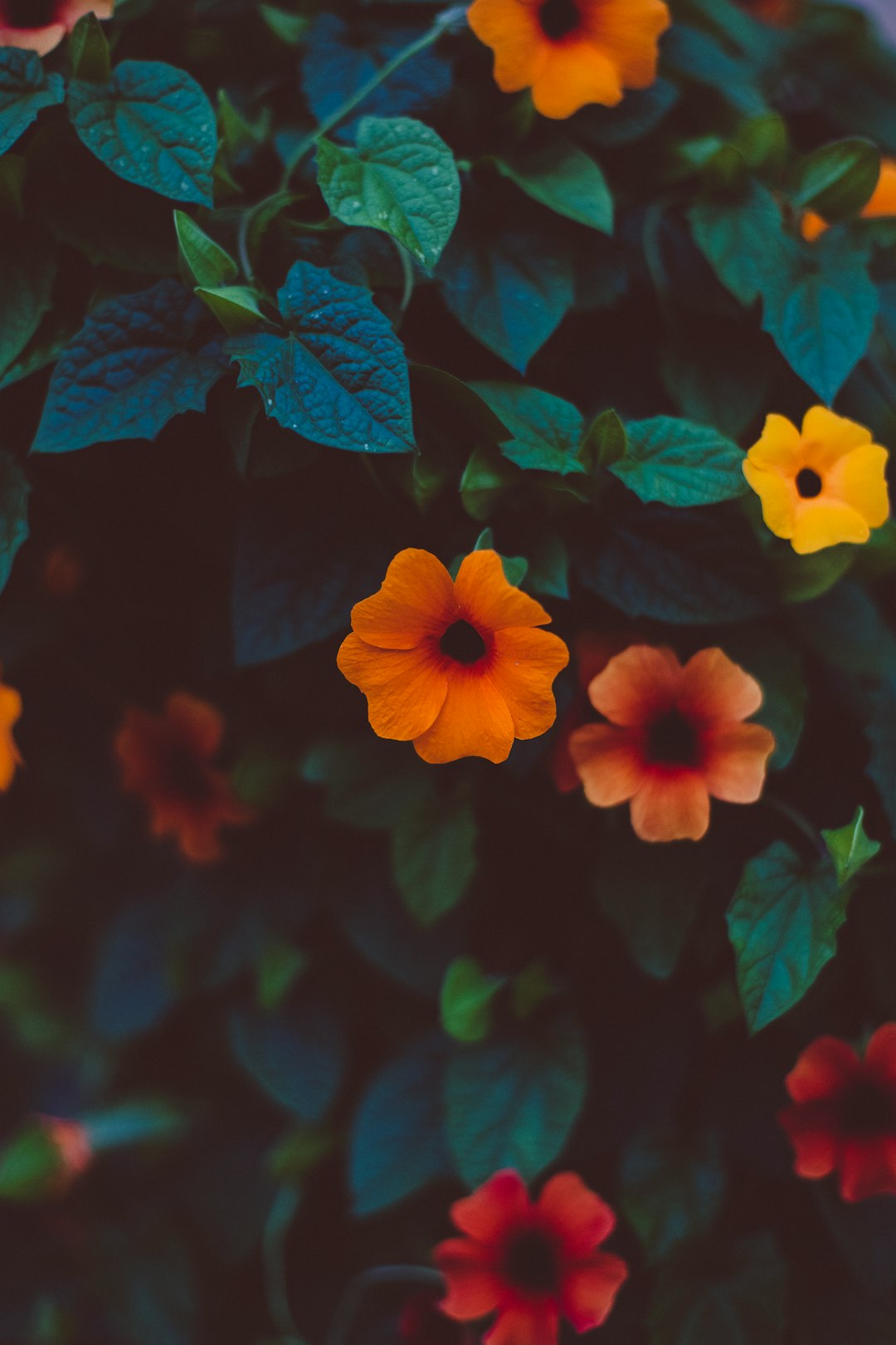 yellow, red, and orange colored flowers