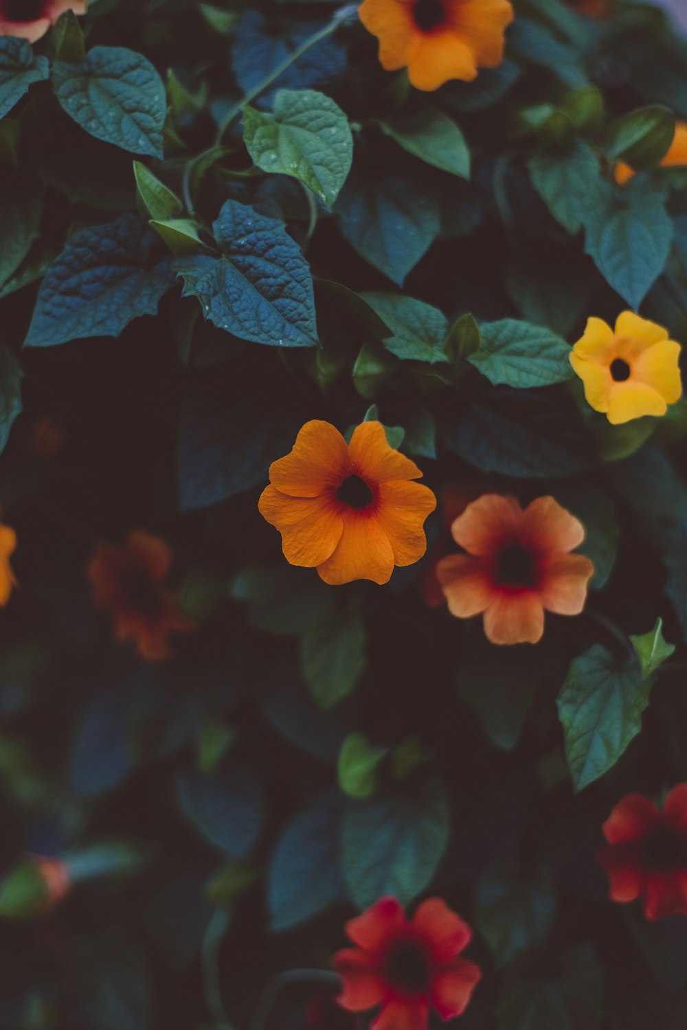 yellow, red, and orange colored flowers