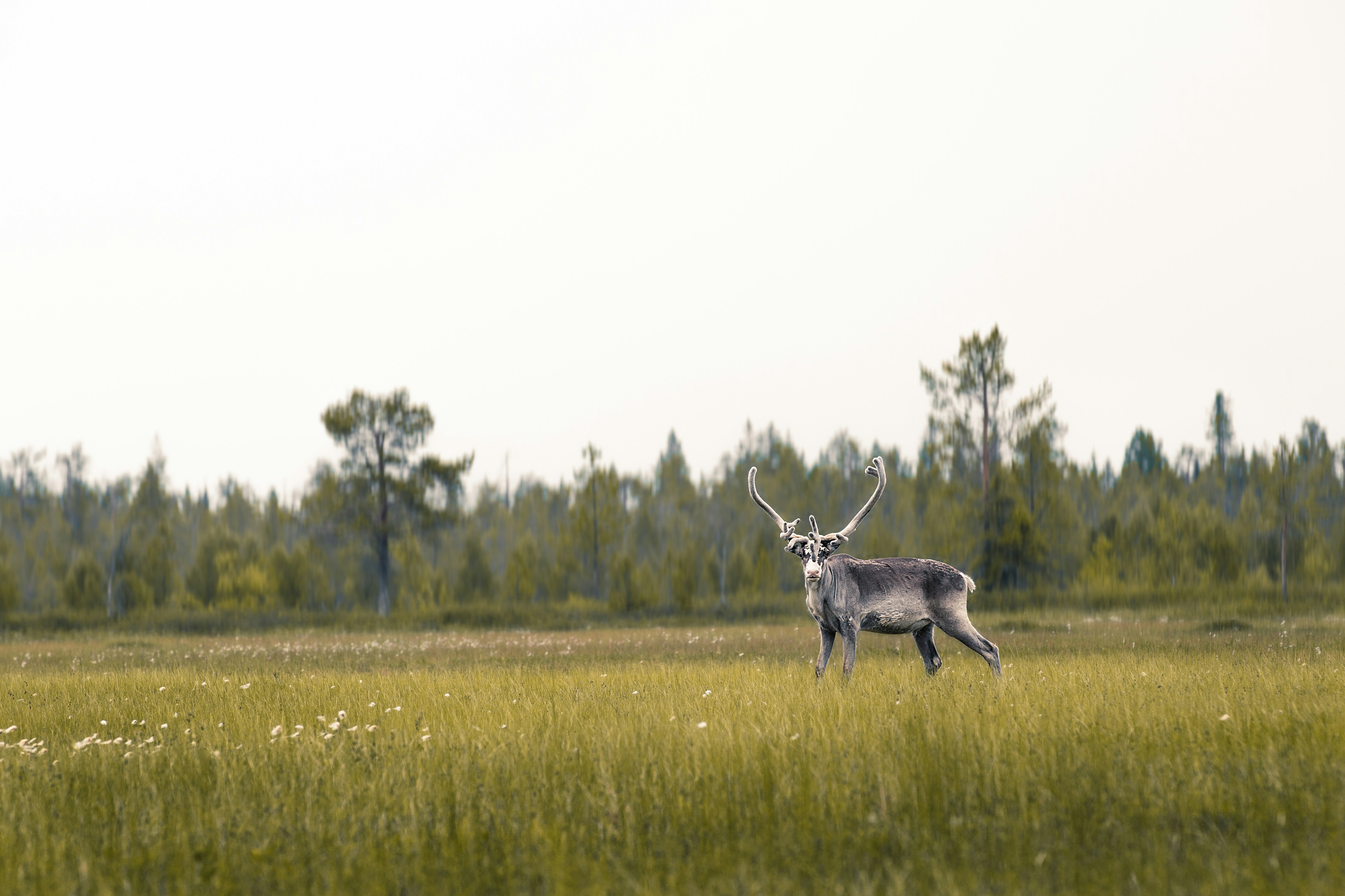 A big wild male reindeer in the north of Finland. Middle of summer!