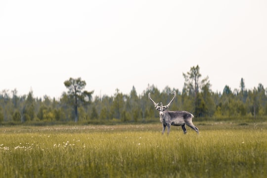 brown deer on grass field during daytime in Lapland Finland