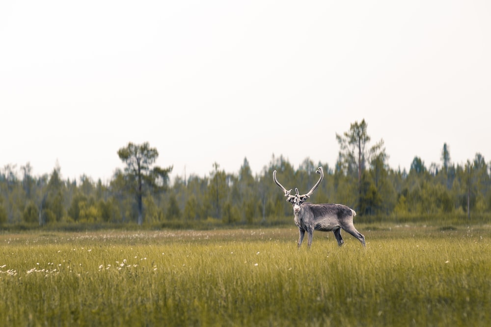 brown deer on grass field during daytime