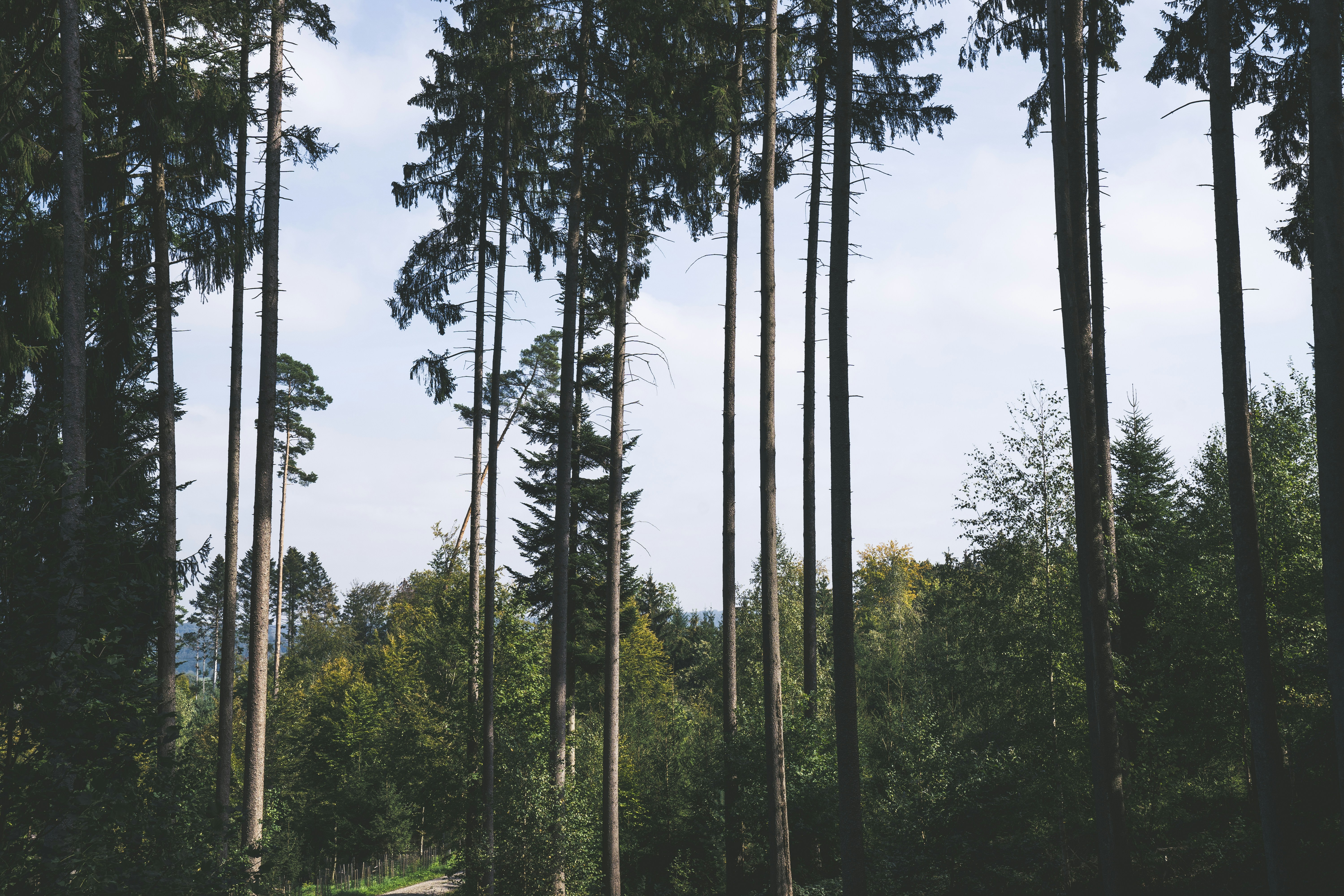 Photo by fabianbaechli