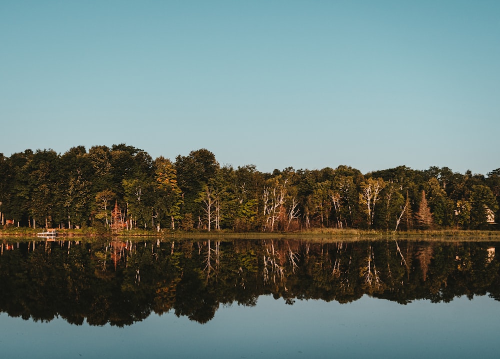 body of water beside trees during daytime