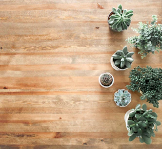 Arrangement of colorful succulents in minimalist modern pots on a wooden table
