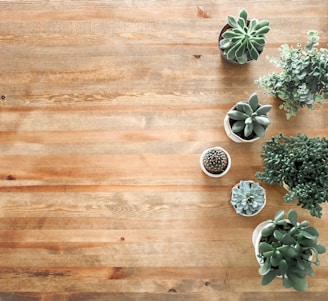 A close-up of a variety of succulents arranged in minimalist pots on a wooden desk