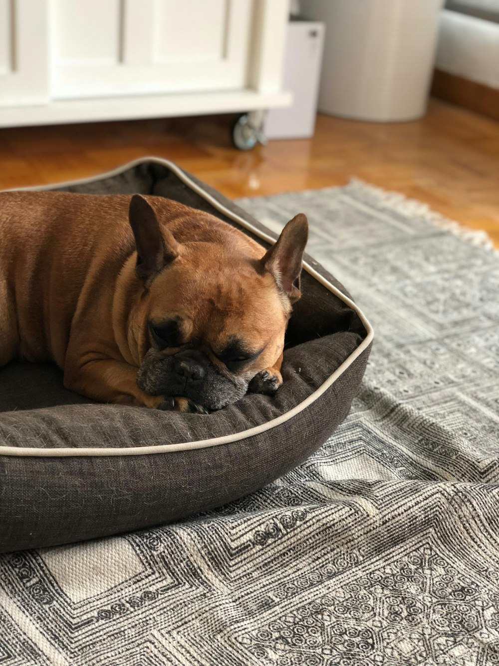 adult brown bulldog sleeping in pet bed