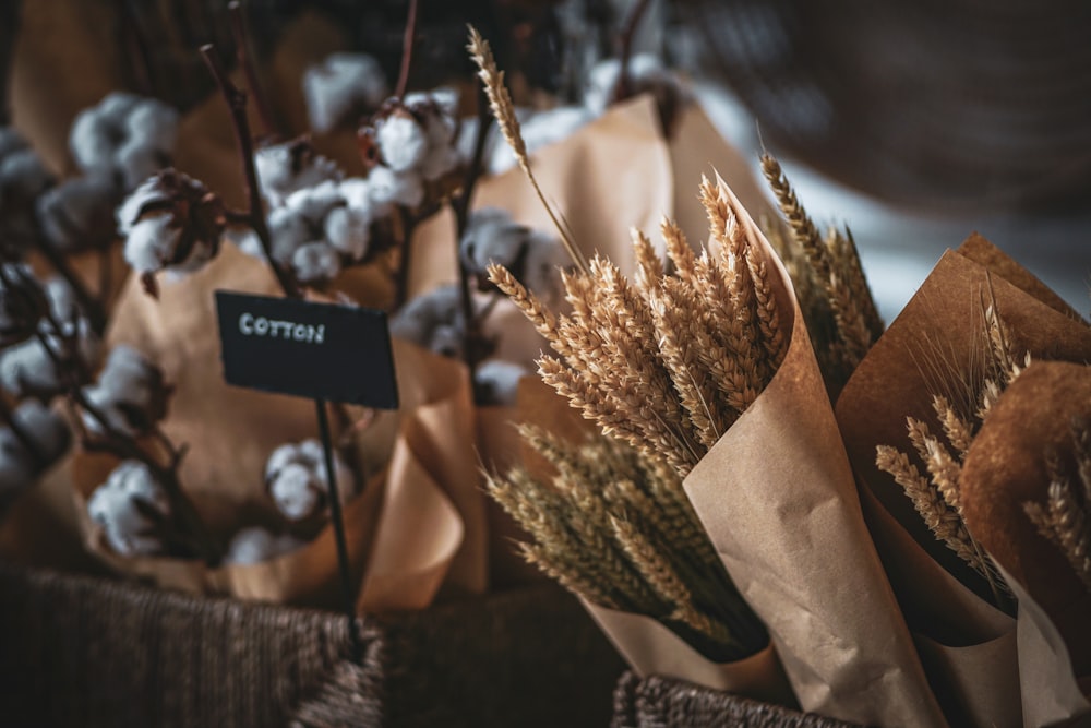 cotton flower