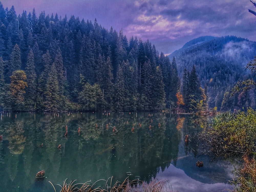 shore and green pine trees during daytime nature photography