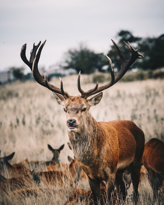 closeup photo of deer in Richmond Park United Kingdom