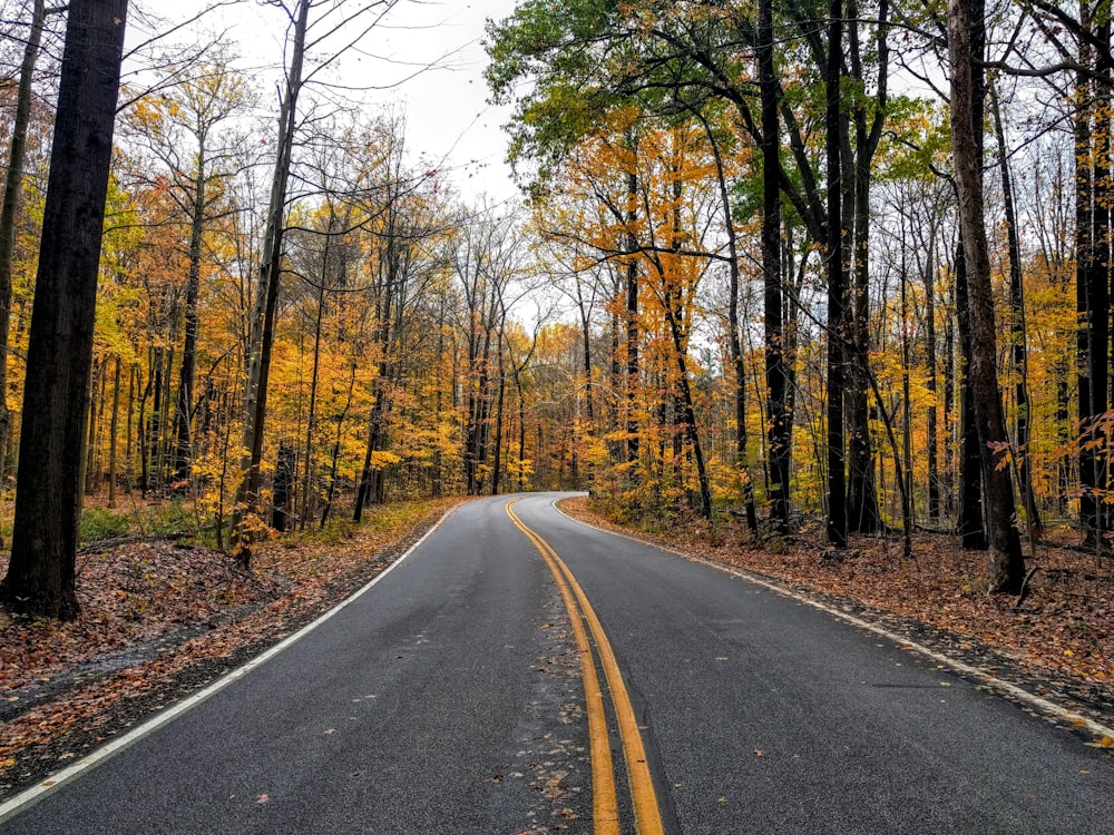 strada circondata da alberi