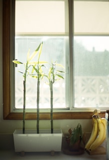 Three bamboo stalks in a white planter are placed on a light-colored surface in front of a window. Sunlight filters through the window, illuminating the bamboo. Next to the planter, there is a kitchen counter with a bunch of ripe bananas on the right and a small potted plant with withered leaves on the left.