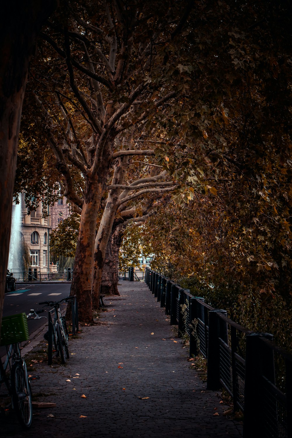 pathway near trees