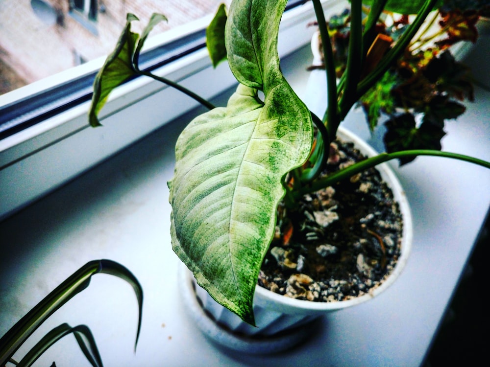 white potted green-leafed plant