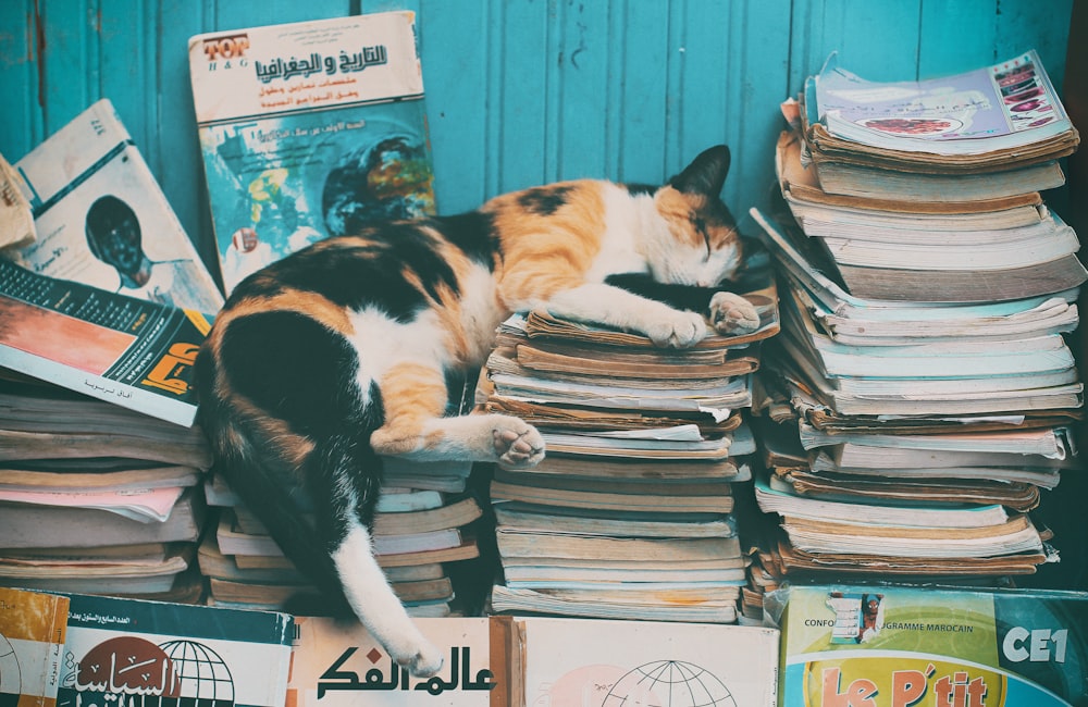 calico cat sleeping on books