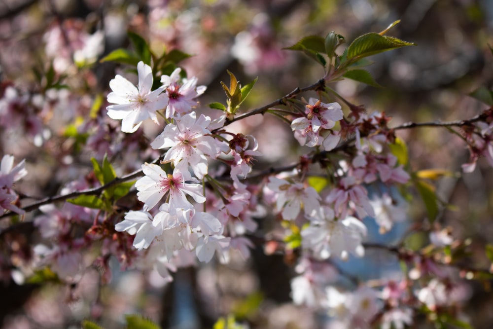 white-and-pink petaled flowers