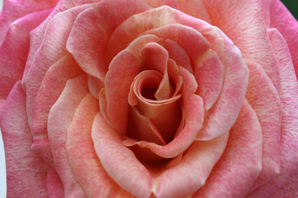 pink rose