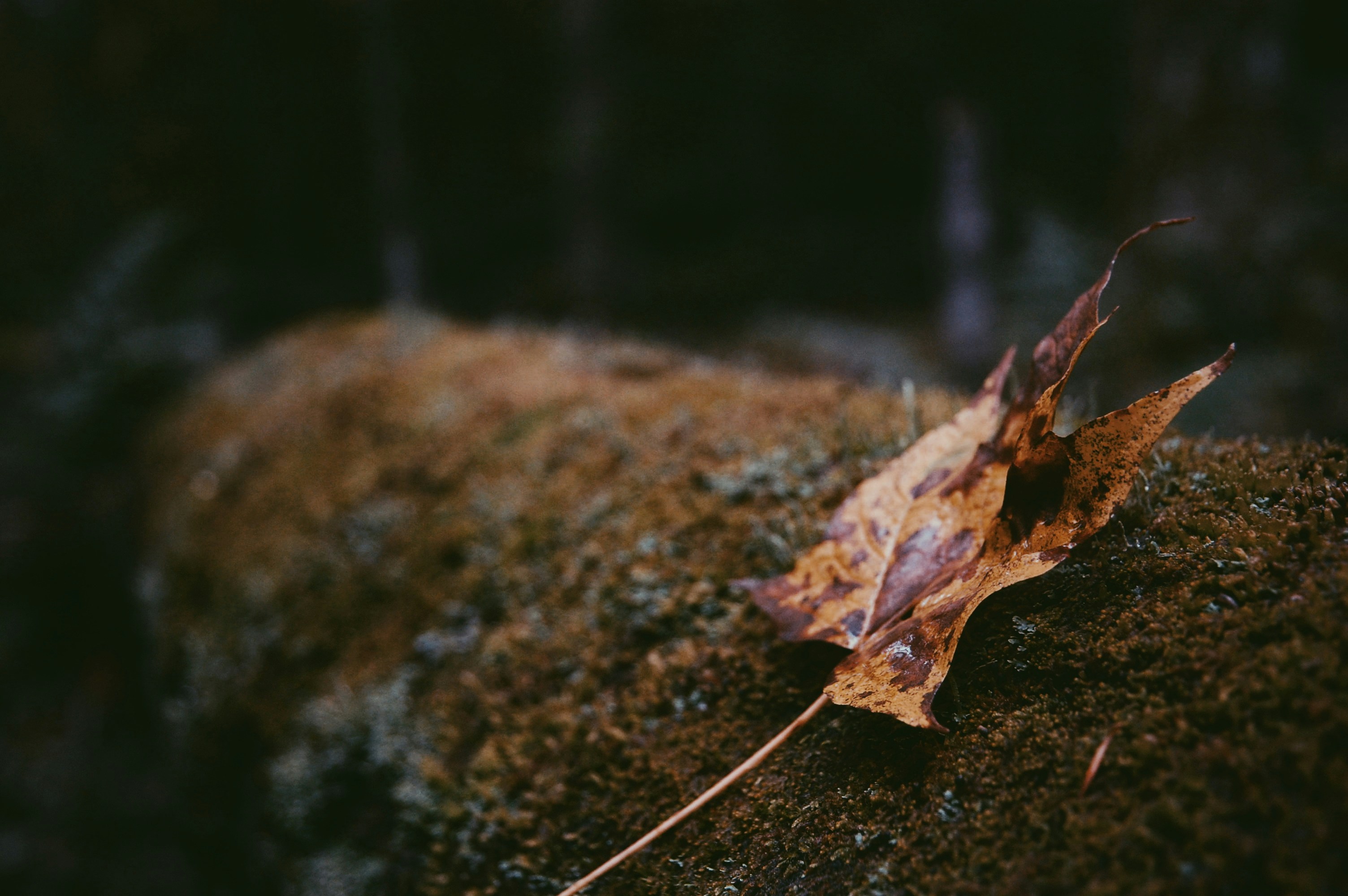 Photo by john_silliman