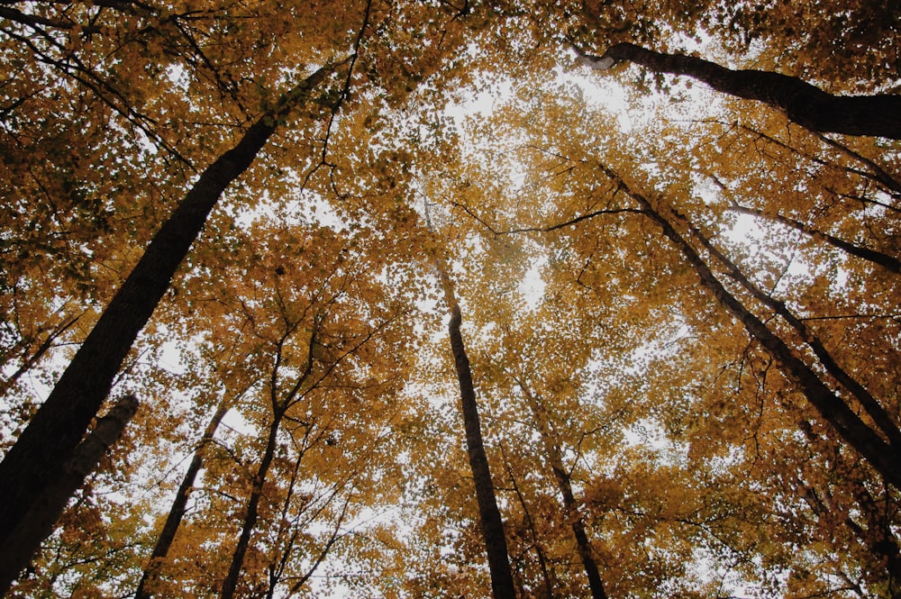 brown and black trees