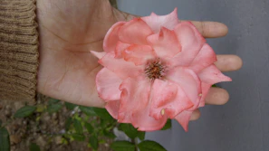 Hands holding a delicate pink rose next to a jar of face cream on a white background