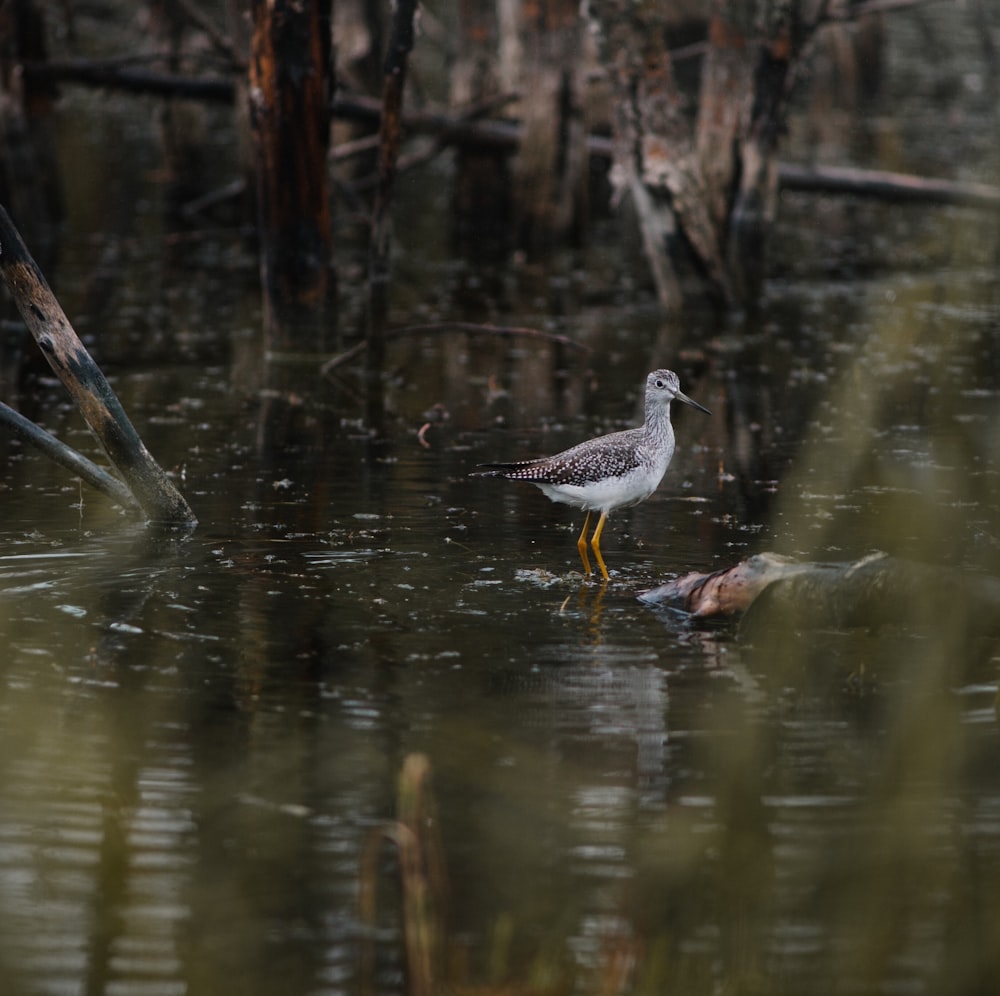 pájaro marrón en el cuerpo de agua