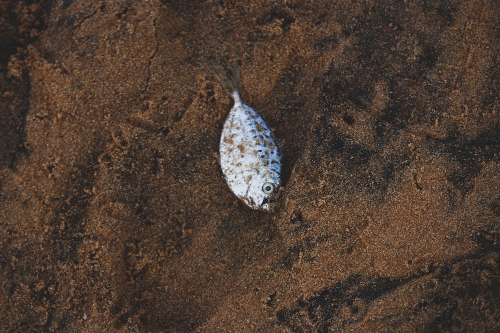 grey flat fish on sand