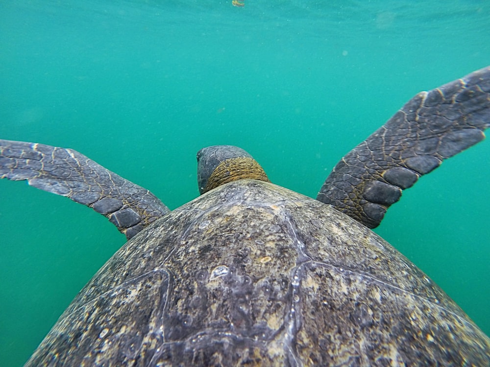 sea turtle on water