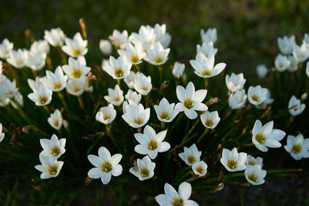 white-petaled flowers