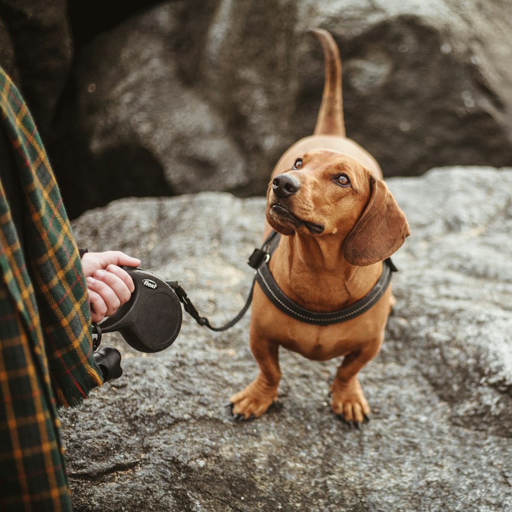 person holding adult tan dachshund harness