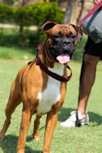 A brown and white boxer dog wearing a red harness stands on a grassy area outdoors. The dog appears to be alert and has its tongue out, with a background of blurred greenery and part of a person holding the leash.