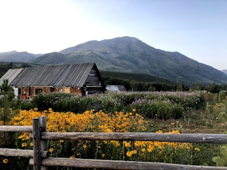 A rustic wooden barn is situated in front of lush greenery and vibrant wildflowers with a backdrop of majestic mountains under a clear sky.