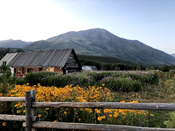 A rustic wooden barn surrounded by wildflowers with handmade soap bars displayed on a weathered table.