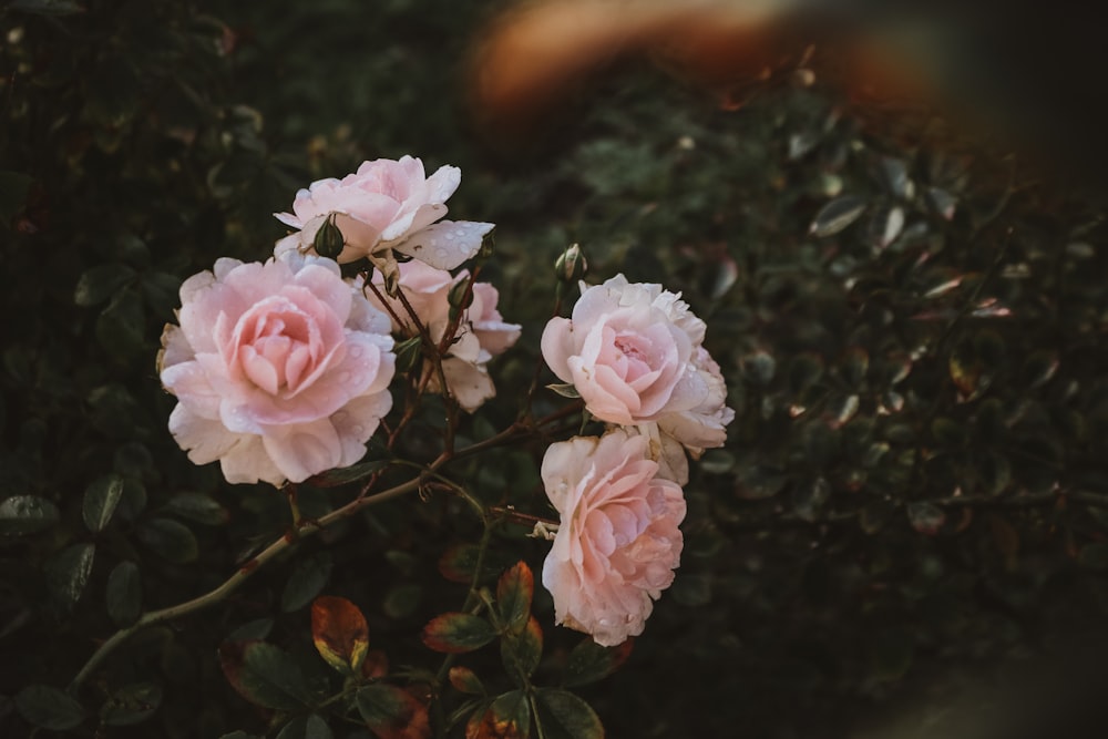 close-up photography of pink petaled flowers