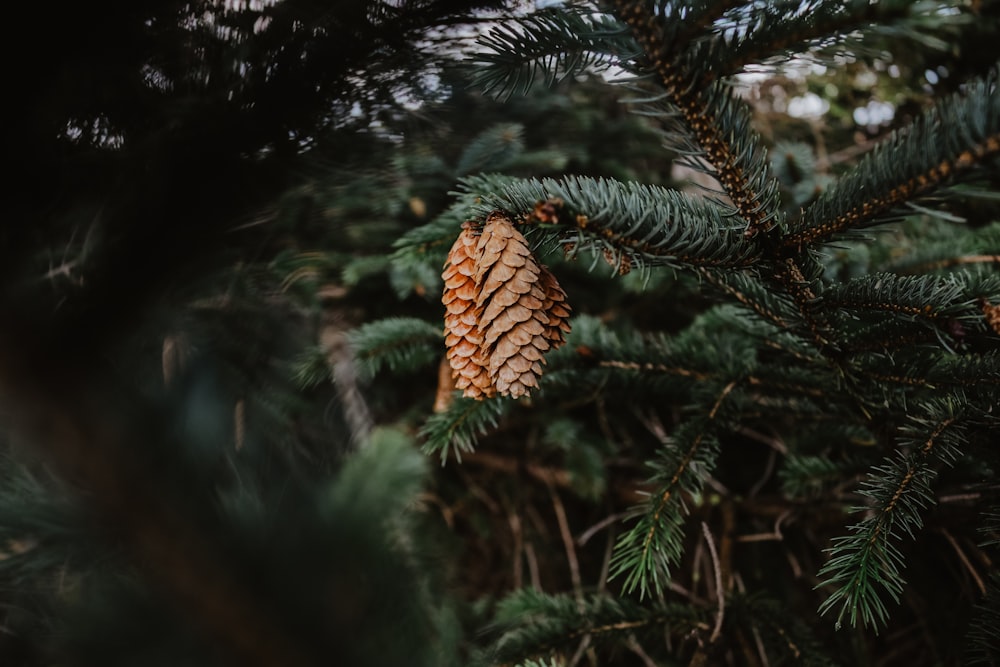 shallow focus photo of green tree