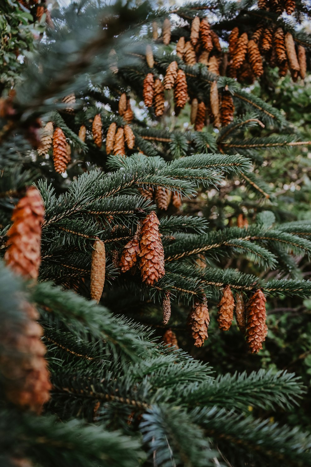 pine cone trees