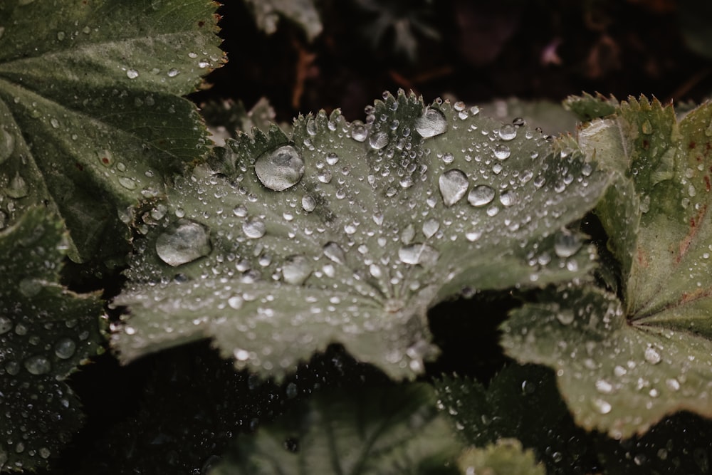 dew drops on green leaves