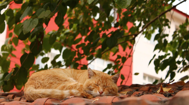 Best Pet-Friendly Cafes in Edirne Where Your Dog Is as Welcome as You