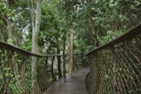 A wooden walkway winds its way through a lush, green forest. The pathway is bordered by a lattice fence, and various trees and foliage surround the area, creating a serene and immersive nature experience.