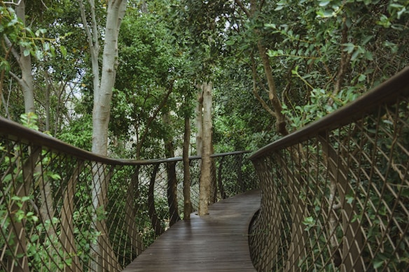 A wooden walkway winds its way through a lush, green forest. The pathway is bordered by a lattice fence, and various trees and foliage surround the area, creating a serene and immersive nature experience.