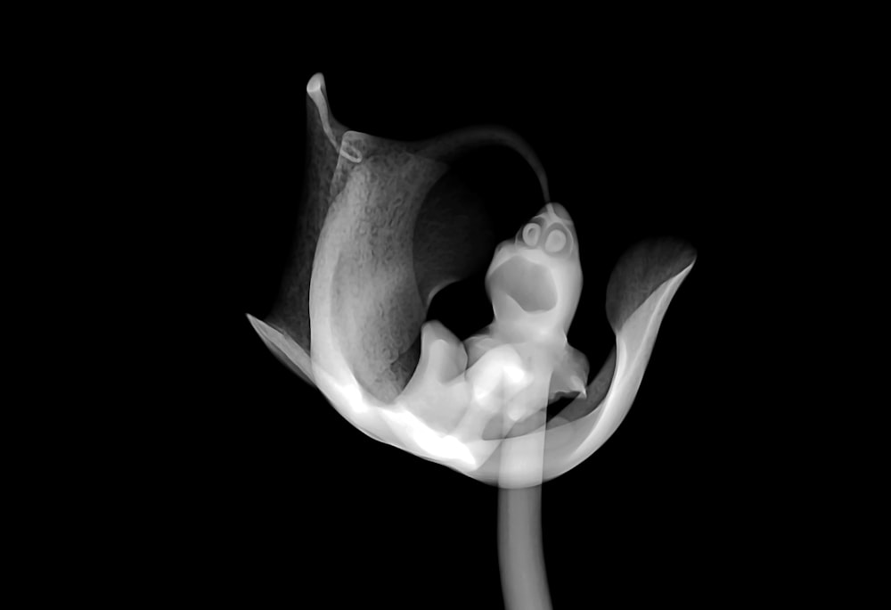 a black and white photo of a flower