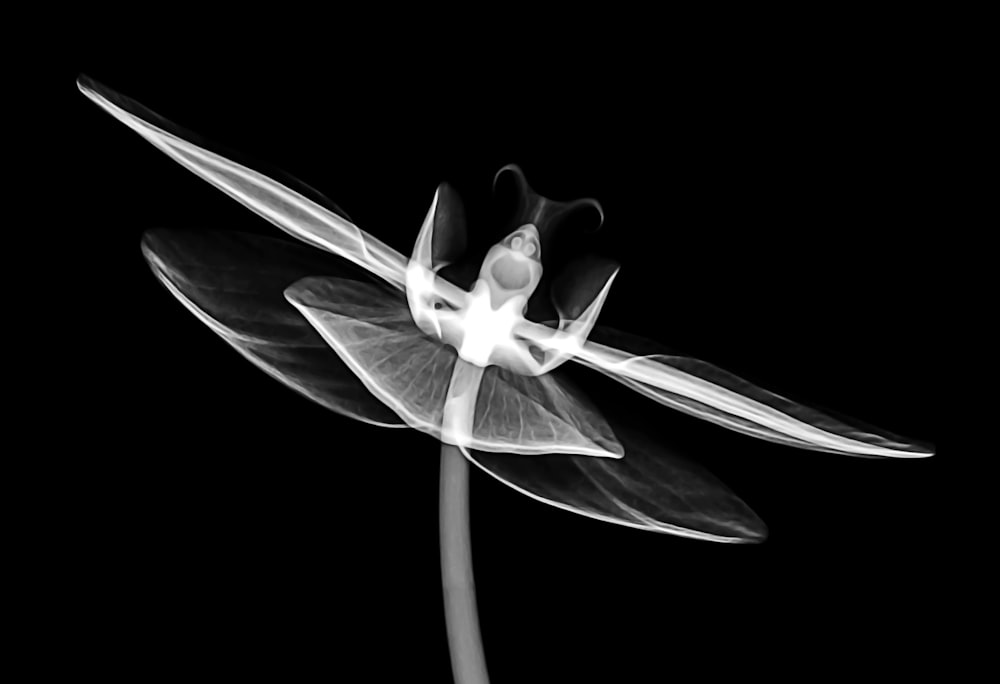 Macrophotographie de fleur d’orchidée blanche