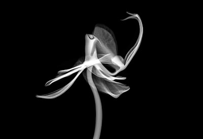 A delicate and intricate x-ray image of a flower with translucent petals and a long, curved stem. The flower appears ghostly and ethereal, set against a stark black background, revealing fine details in the petal structure.